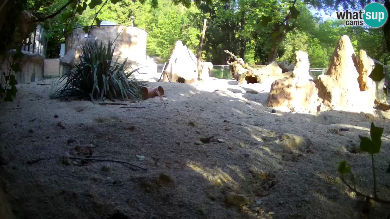 Zoo Ljubljana – Live webcam Meerkat (Suricata)