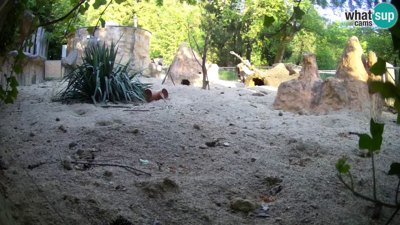 Zoo Ljubljana – Live webcam Meerkat (Suricata)
