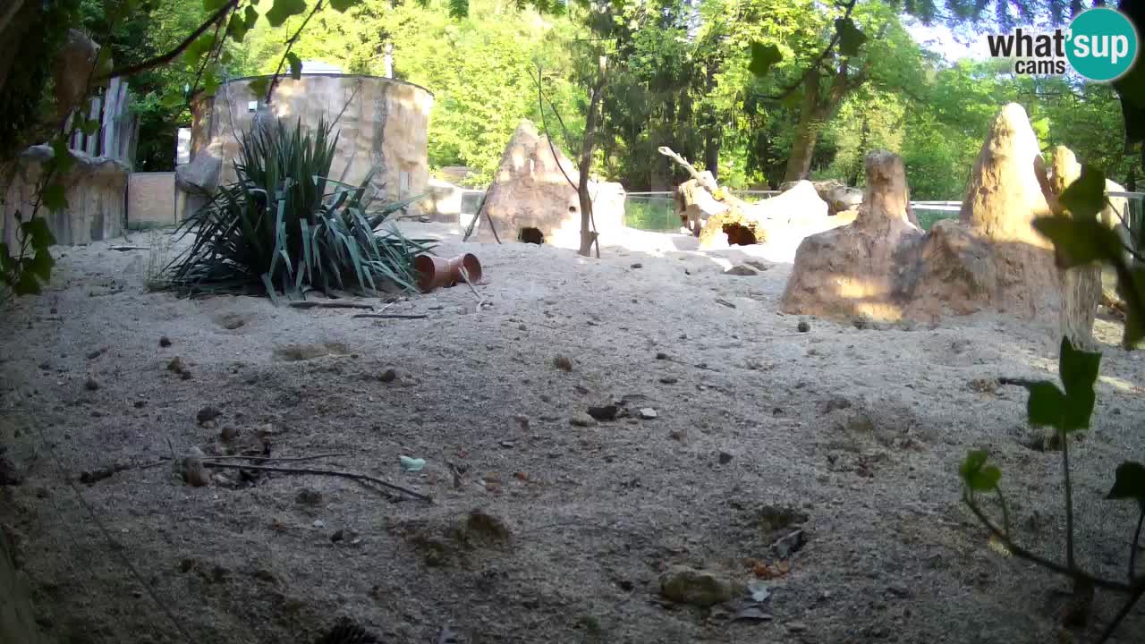 Zoo Ljubljana – Live webcam Meerkat (Suricata)