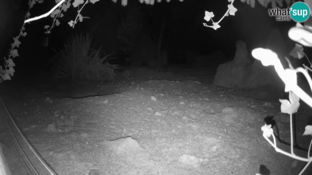 Webcam live Zoo Ljubljana – Suricata