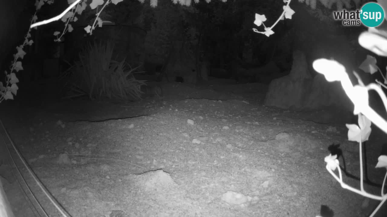 Webcam live Zoo Ljubljana – Suricata