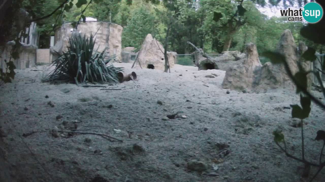 Webcam Zoo Ljubljana – Suricate