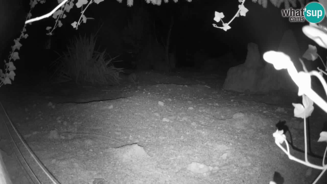 Live cam Zoo Ljubljana – Erdmännchen