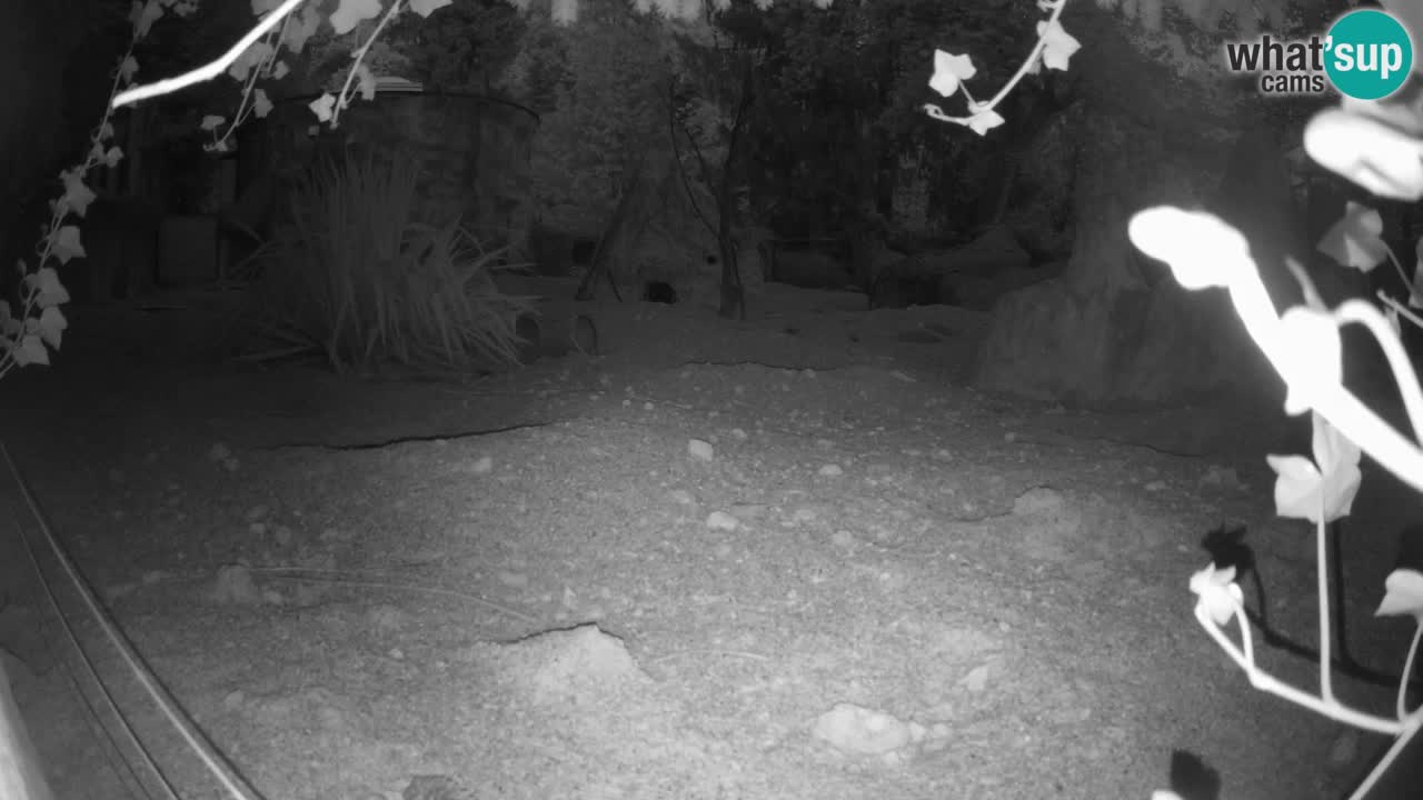 Zoo Ljubljana – Meerkat (Suricata)