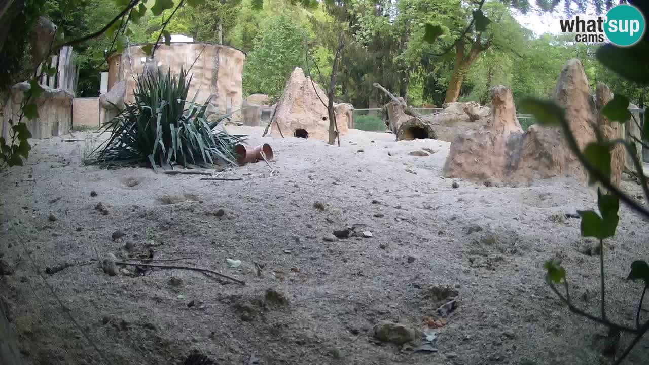 Webcam Zoo Ljubljana – Suricate