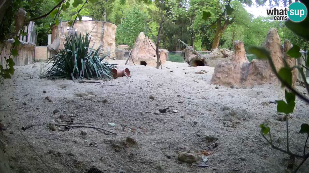 Web kamera Zoo Ljubljana – Merkat