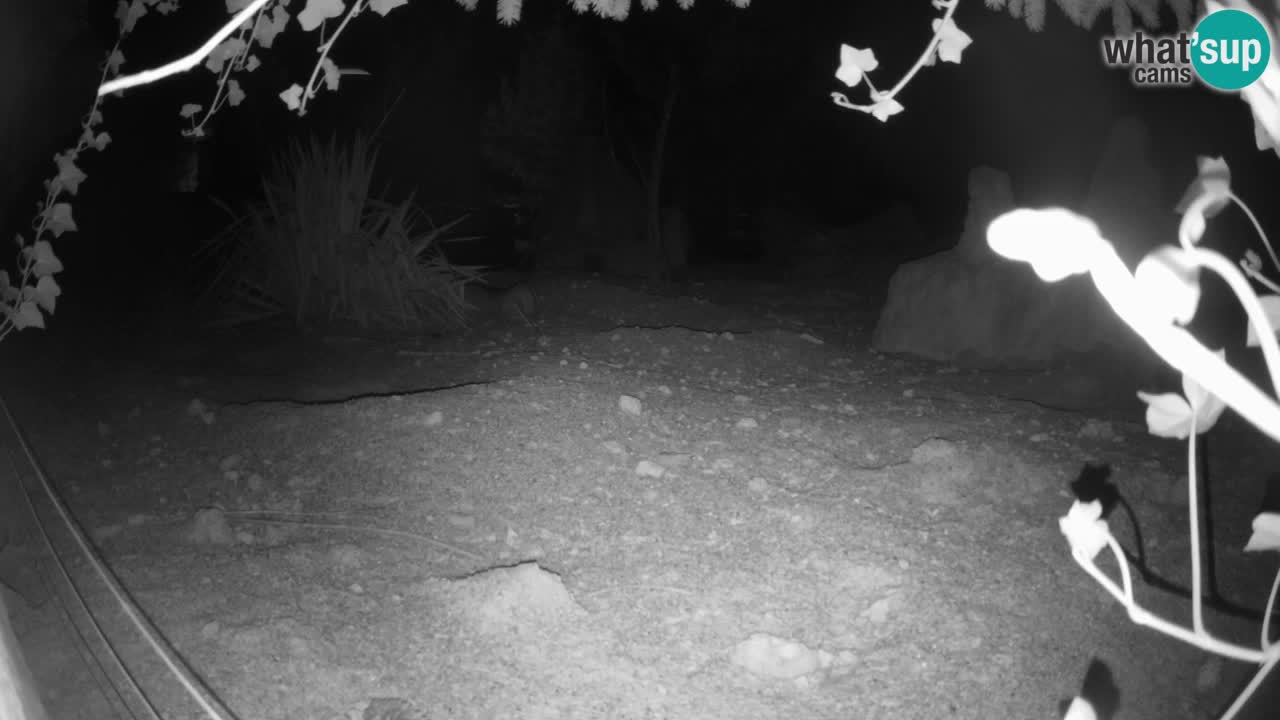 Webcam Zoo Ljubljana – Suricate