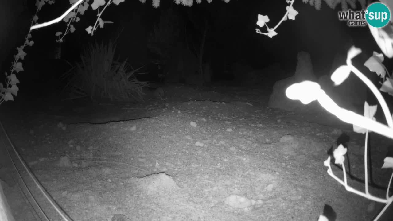 Zoo Ljubljana – Live webcam Meerkat (Suricata)