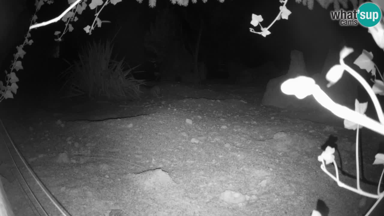 Webcam live Zoo Ljubljana – Suricata
