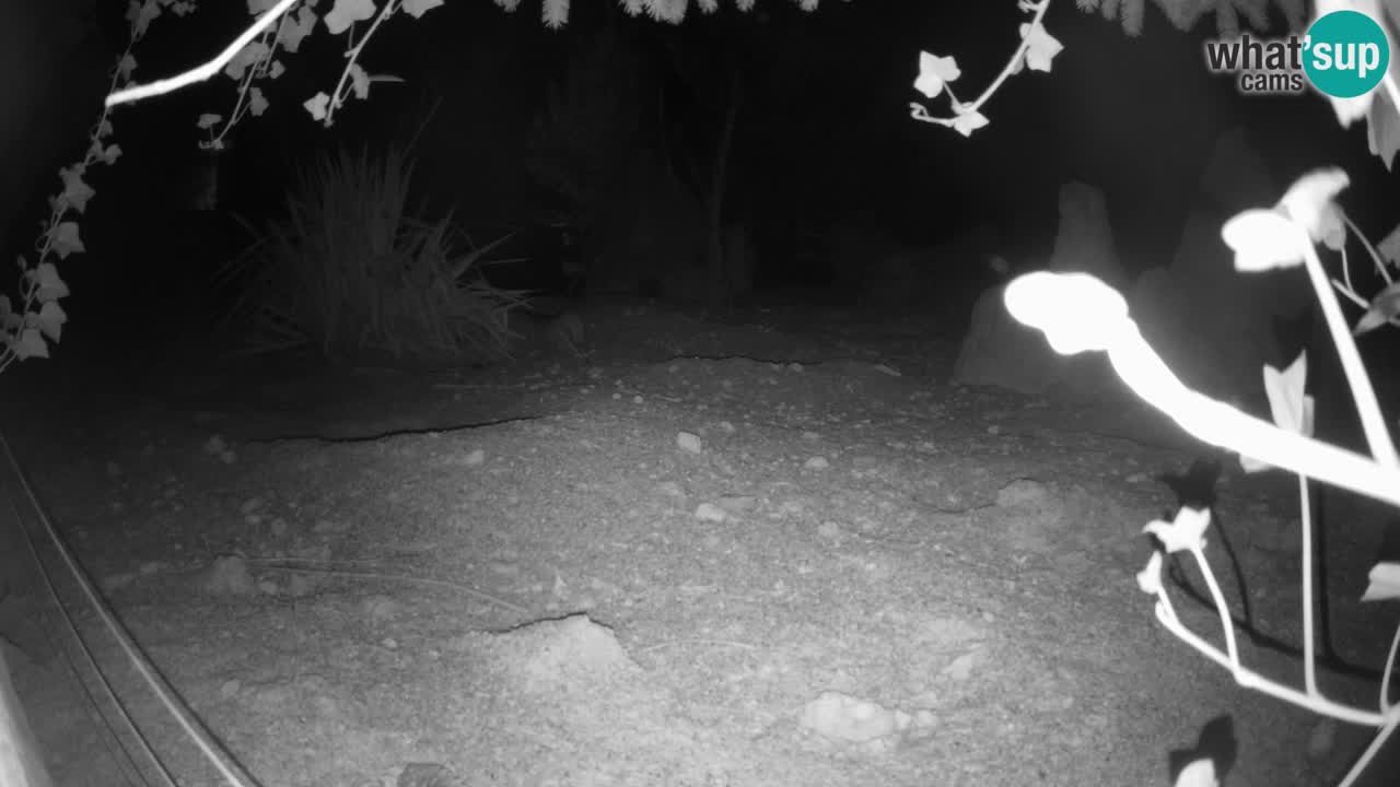 Zoo Ljubljana – Live webcam Meerkat (Suricata)