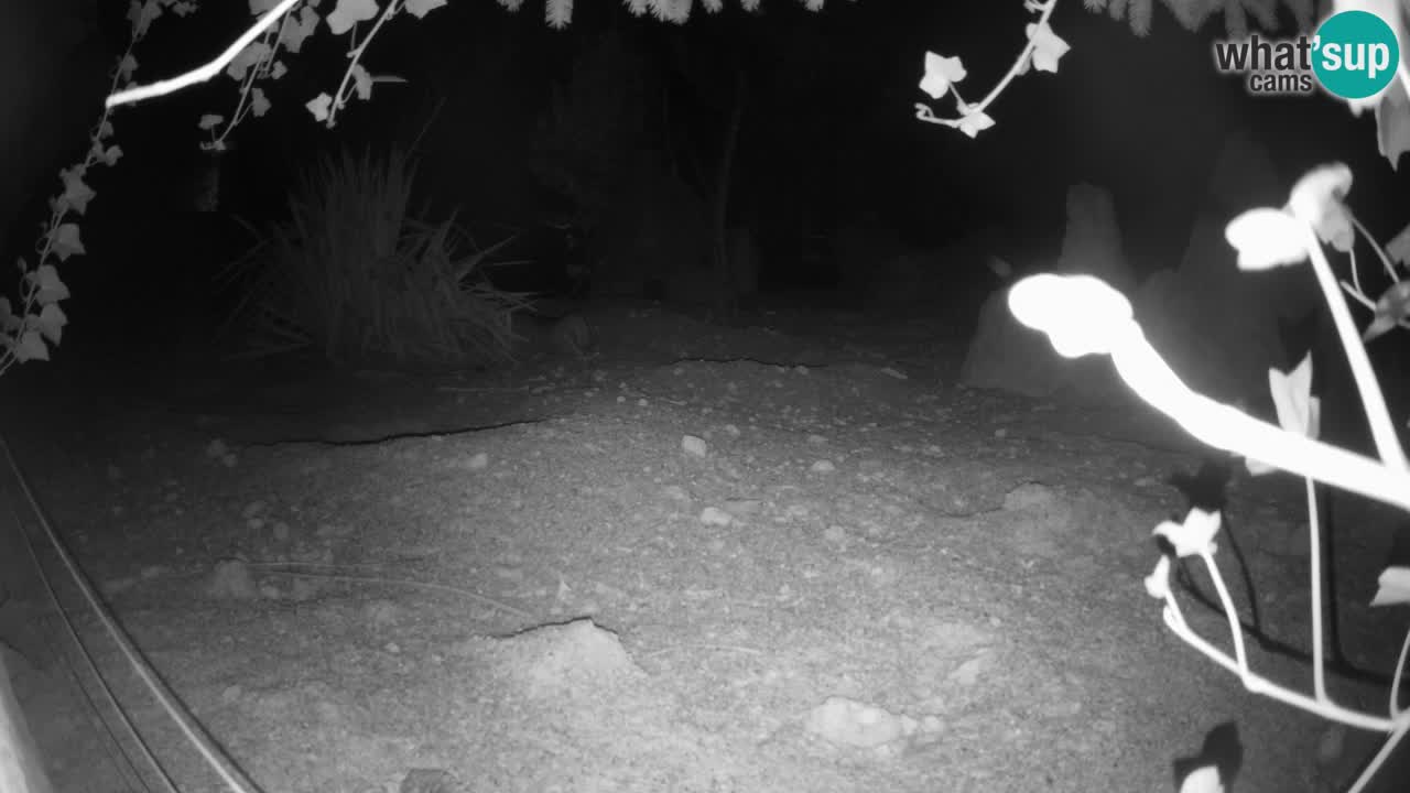Webcam live Zoo Ljubljana – Suricata