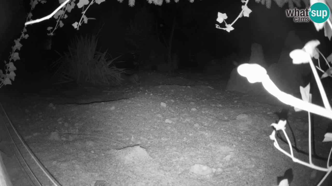 Webcam live Zoo Ljubljana – Suricata