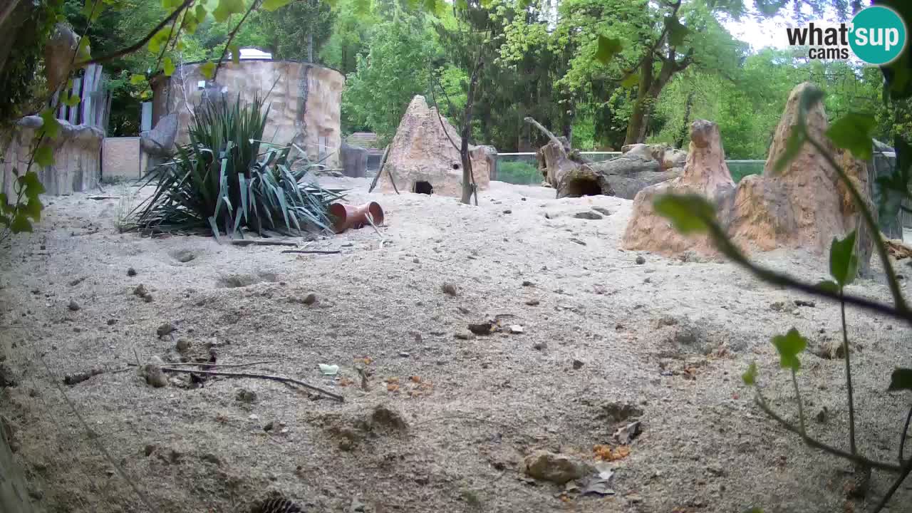 Zoo Ljubljana – Live webcam Meerkat (Suricata)