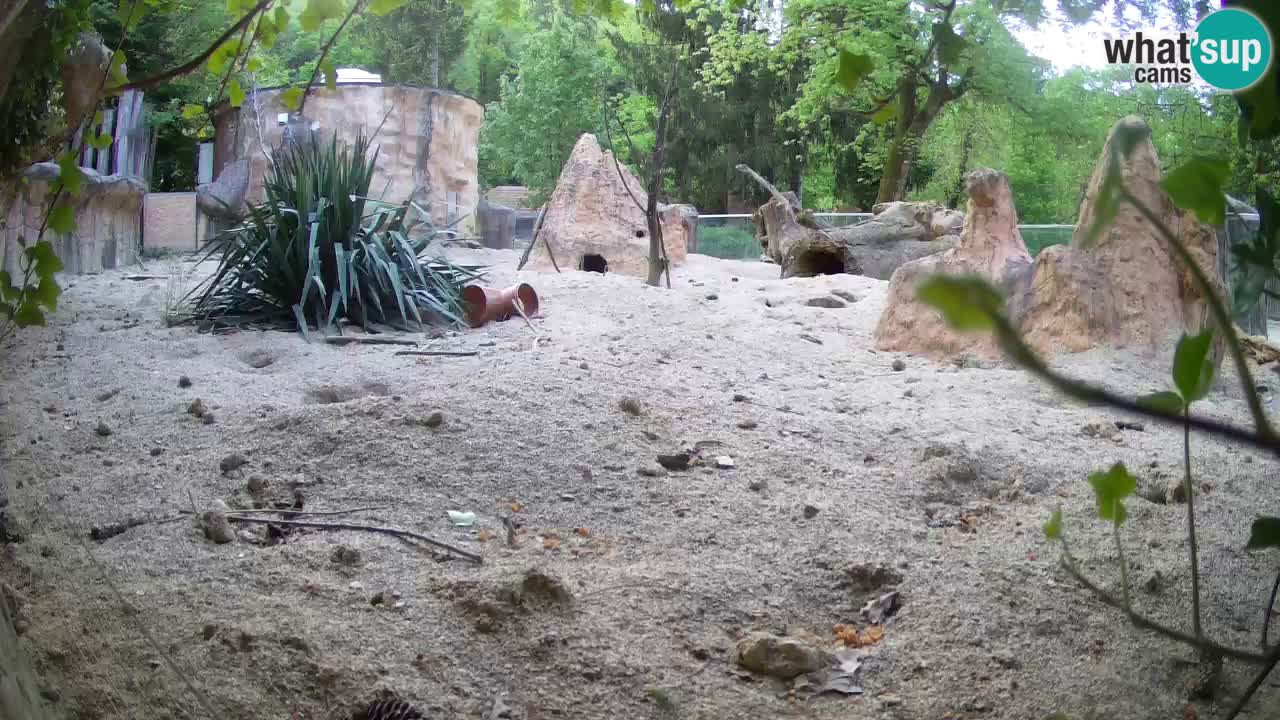 Zoo Ljubljana – Live webcam Meerkat (Suricata)