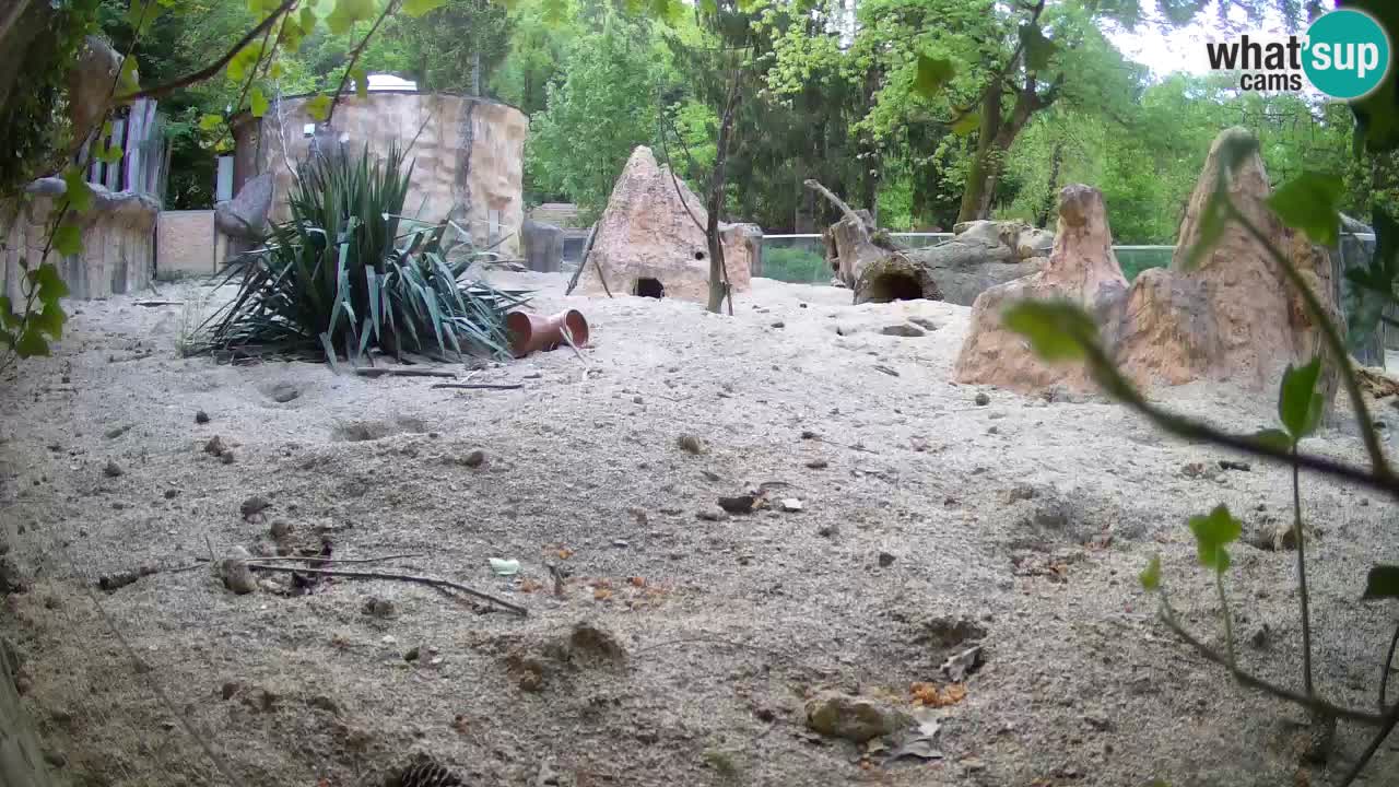 Zoo Ljubljana – Meerkat (Suricata)