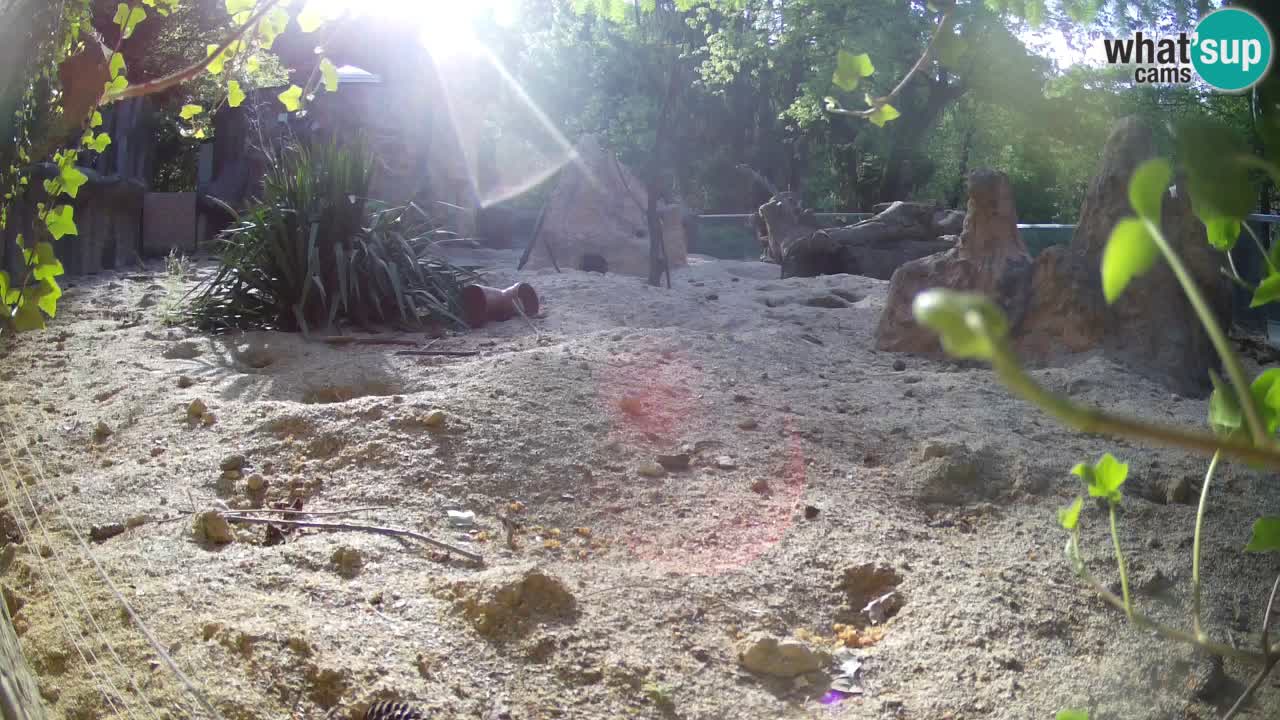 Live cam Zoo Ljubljana – Erdmännchen