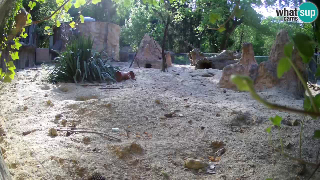 Zoo Ljubljana – Meerkat (Suricata)