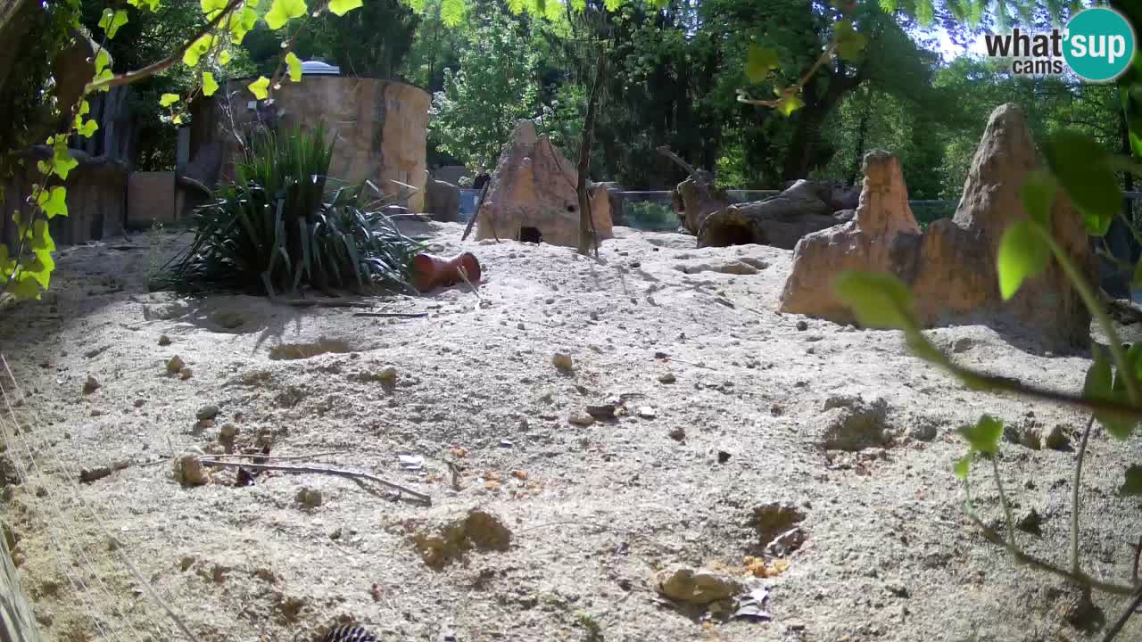 Webcam live Zoo Ljubljana – Suricata