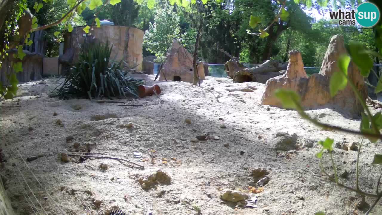Zoo Ljubljana – Live webcam Meerkat (Suricata)