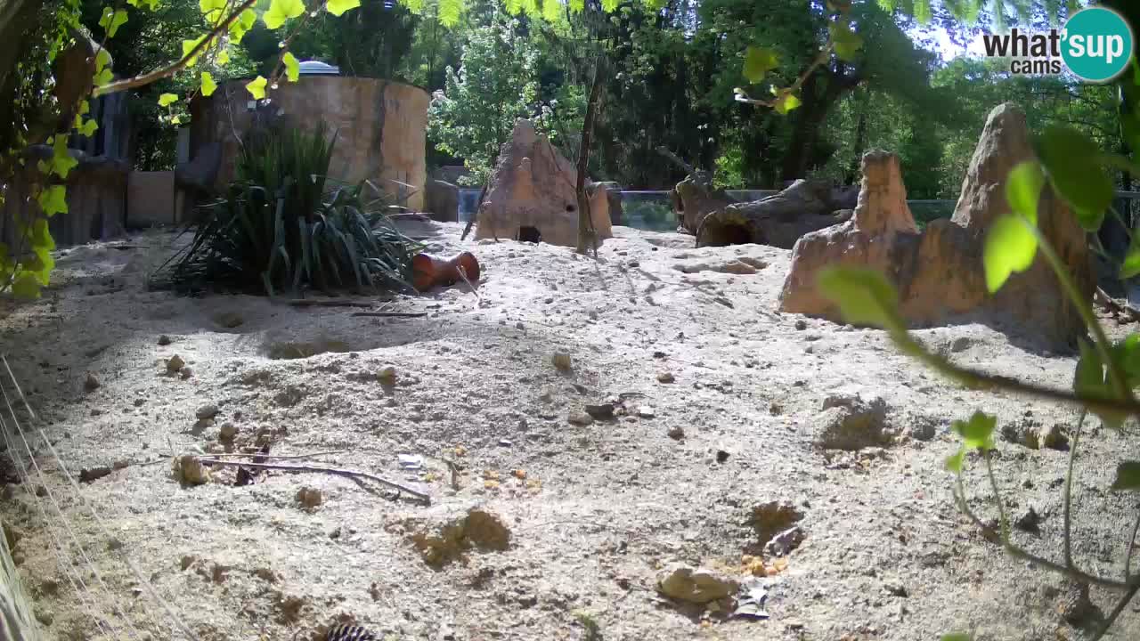 Webcam Zoo Ljubljana – Suricate