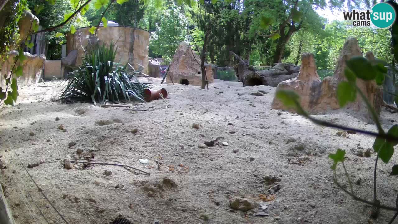 Zoo Ljubljana – Live webcam Meerkat (Suricata)