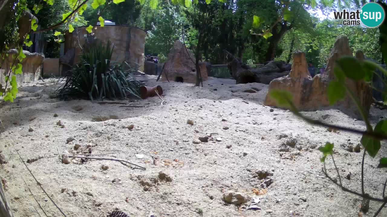 Webcam Zoo Ljubljana – Suricate