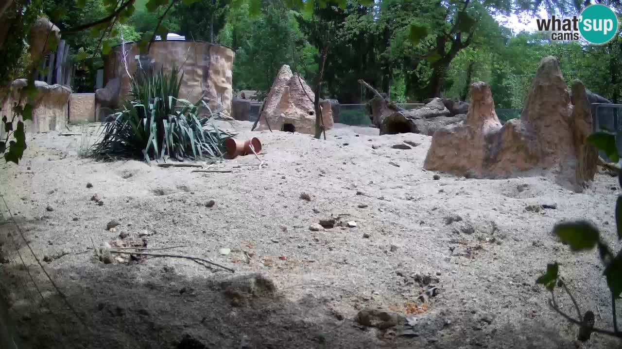 Web kamera Zoo Ljubljana – Merkat