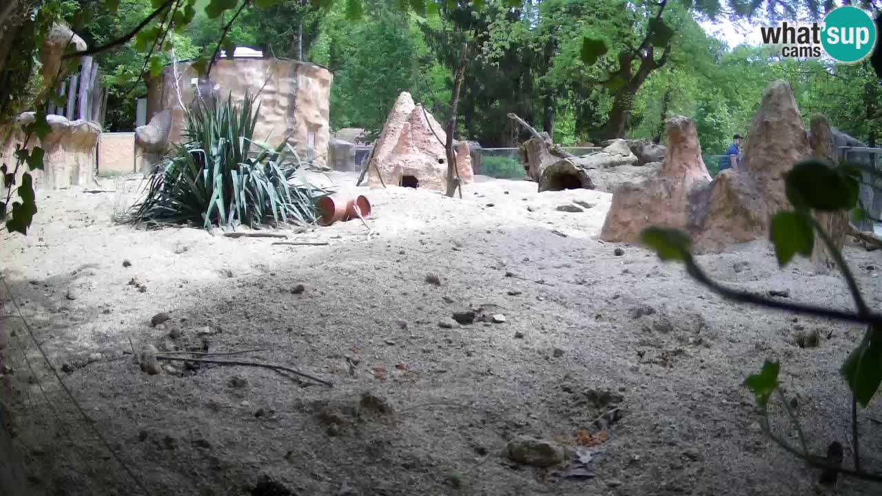 Live cam Zoo Ljubljana – Erdmännchen