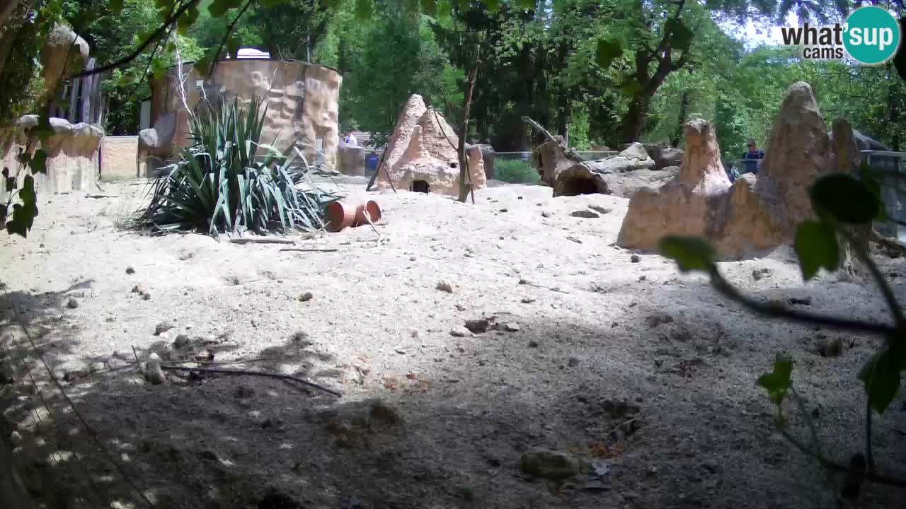 Zoo Ljubljana – Meerkat (Suricata)