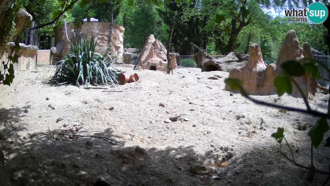 Webcam Zoo Ljubljana – Suricate