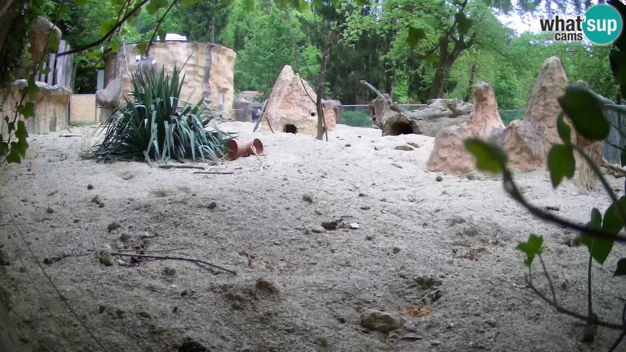 Web kamera Zoo Ljubljana – Merkat