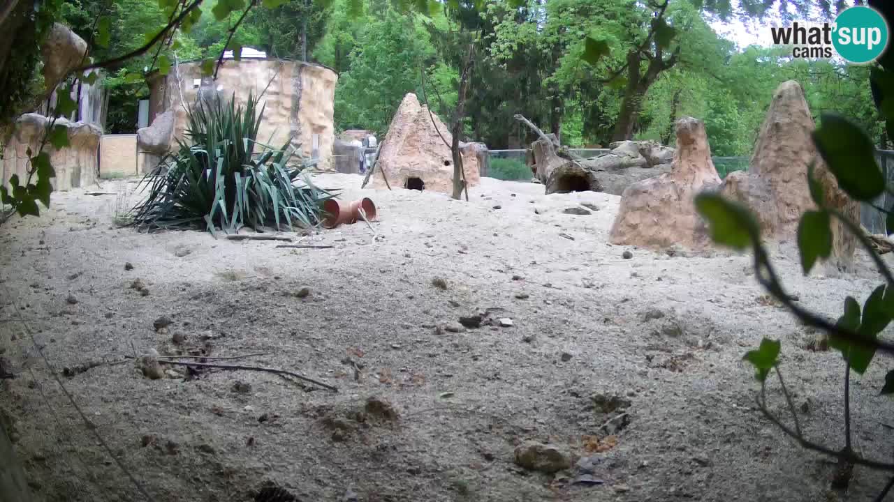 Webcam live Zoo Ljubljana – Suricata