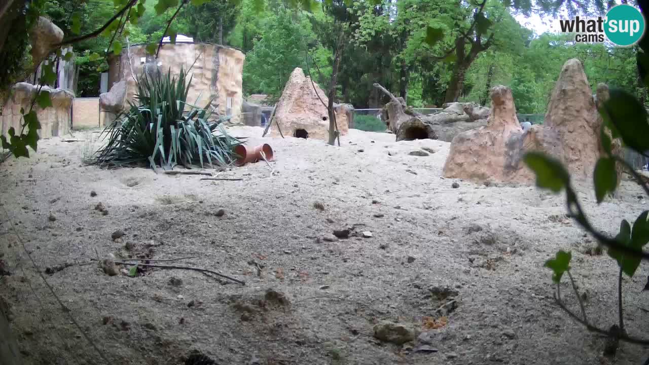 Live cam Zoo Ljubljana – Erdmännchen