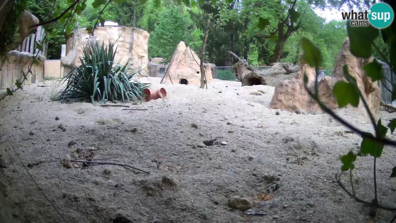 Webcam live Zoo Ljubljana – Suricata
