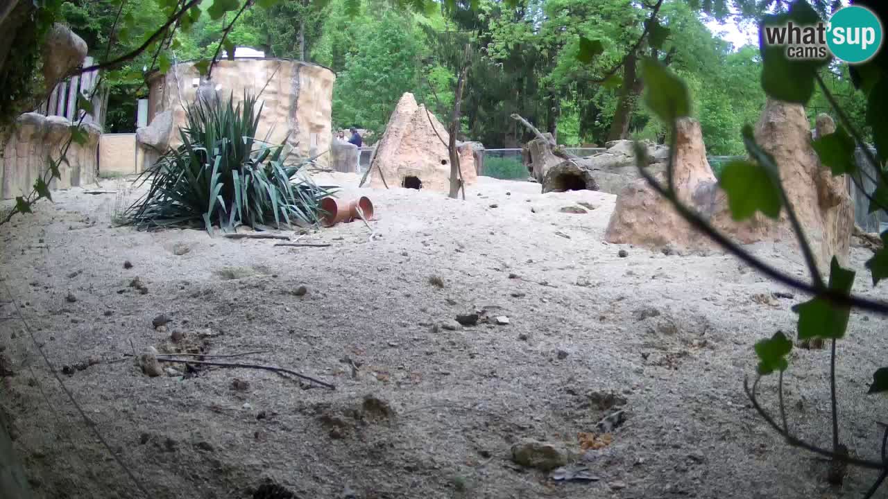 Zoo Ljubljana – Live webcam Meerkat (Suricata)