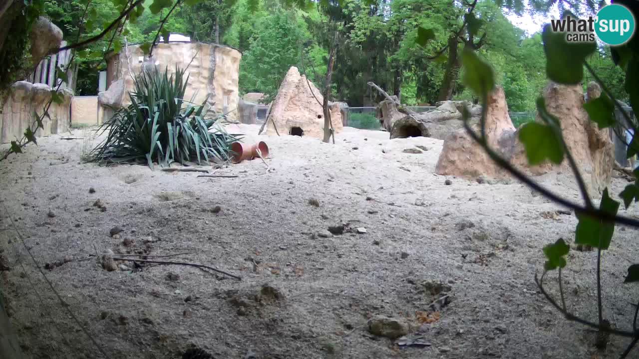 Webcam Zoo Ljubljana – Suricate