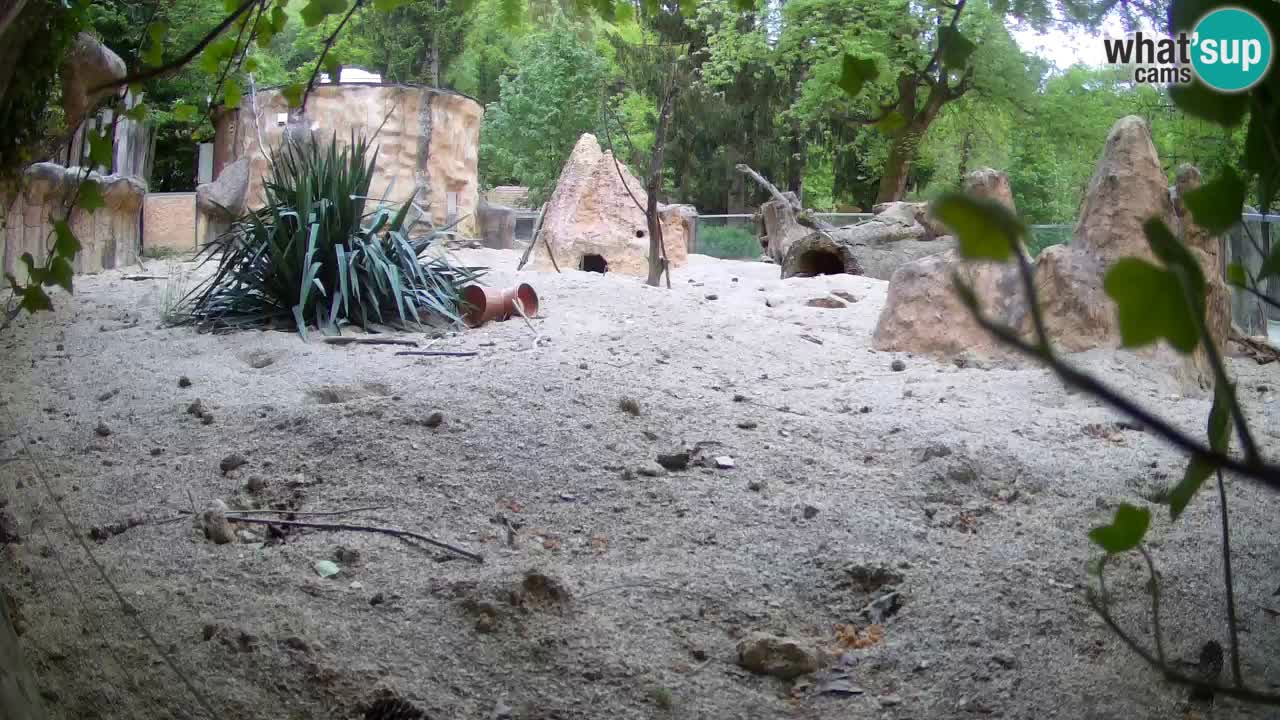 Webcam Zoo Ljubljana – Suricate