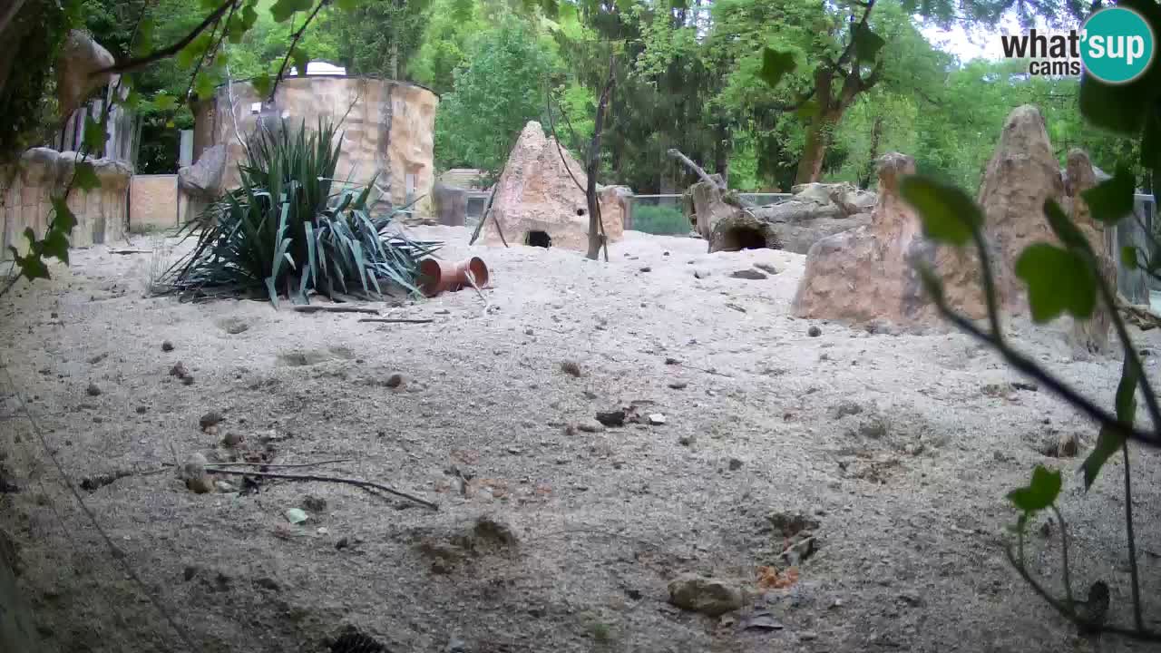 Zoo Ljubljana – Live webcam Meerkat (Suricata)