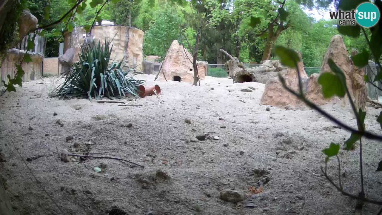 Zoo Ljubljana – Live webcam Meerkat (Suricata)