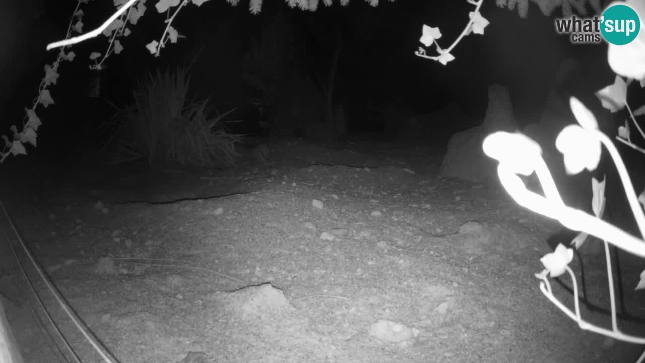 Zoo Ljubljana – Live webcam Meerkat (Suricata)
