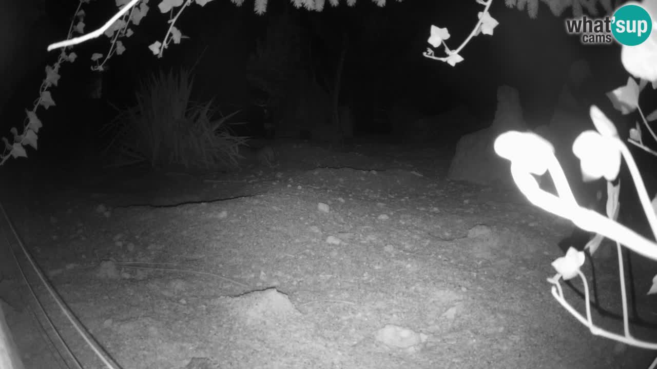 Live cam Zoo Ljubljana – Erdmännchen