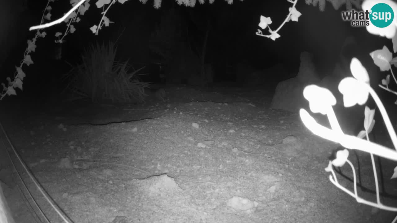 Live cam Zoo Ljubljana – Erdmännchen