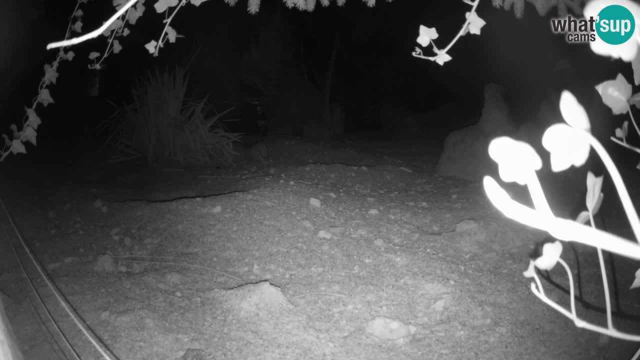 Webcam live Zoo Ljubljana – Suricata