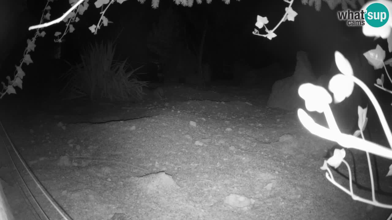 Zoo Ljubljana – Live webcam Meerkat (Suricata)