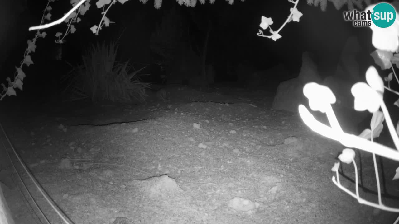 Webcam live Zoo Ljubljana – Suricata