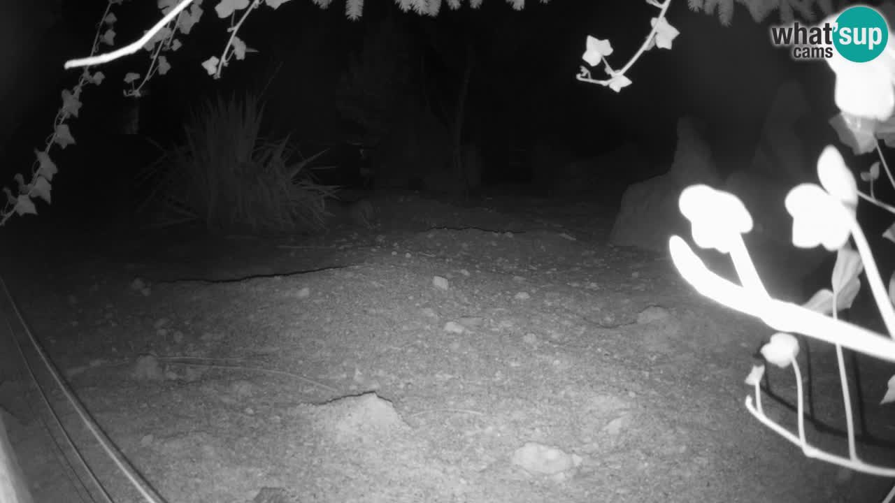 Webcam Zoo Ljubljana – Suricate