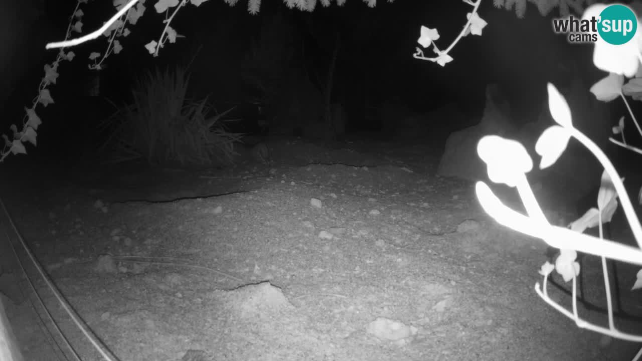 Live cam Zoo Ljubljana – Erdmännchen