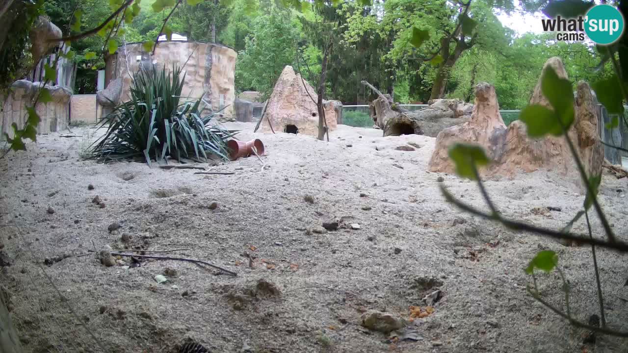 Live cam Zoo Ljubljana – Erdmännchen