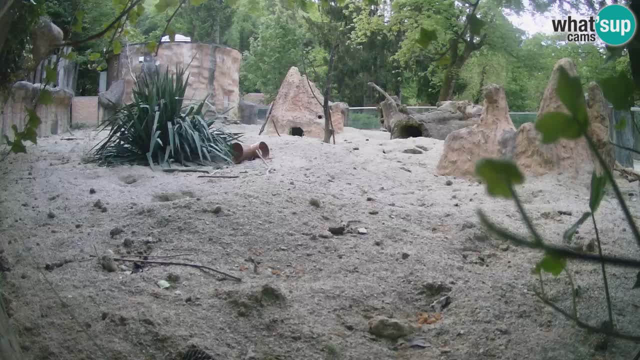 Live cam Zoo Ljubljana – Erdmännchen