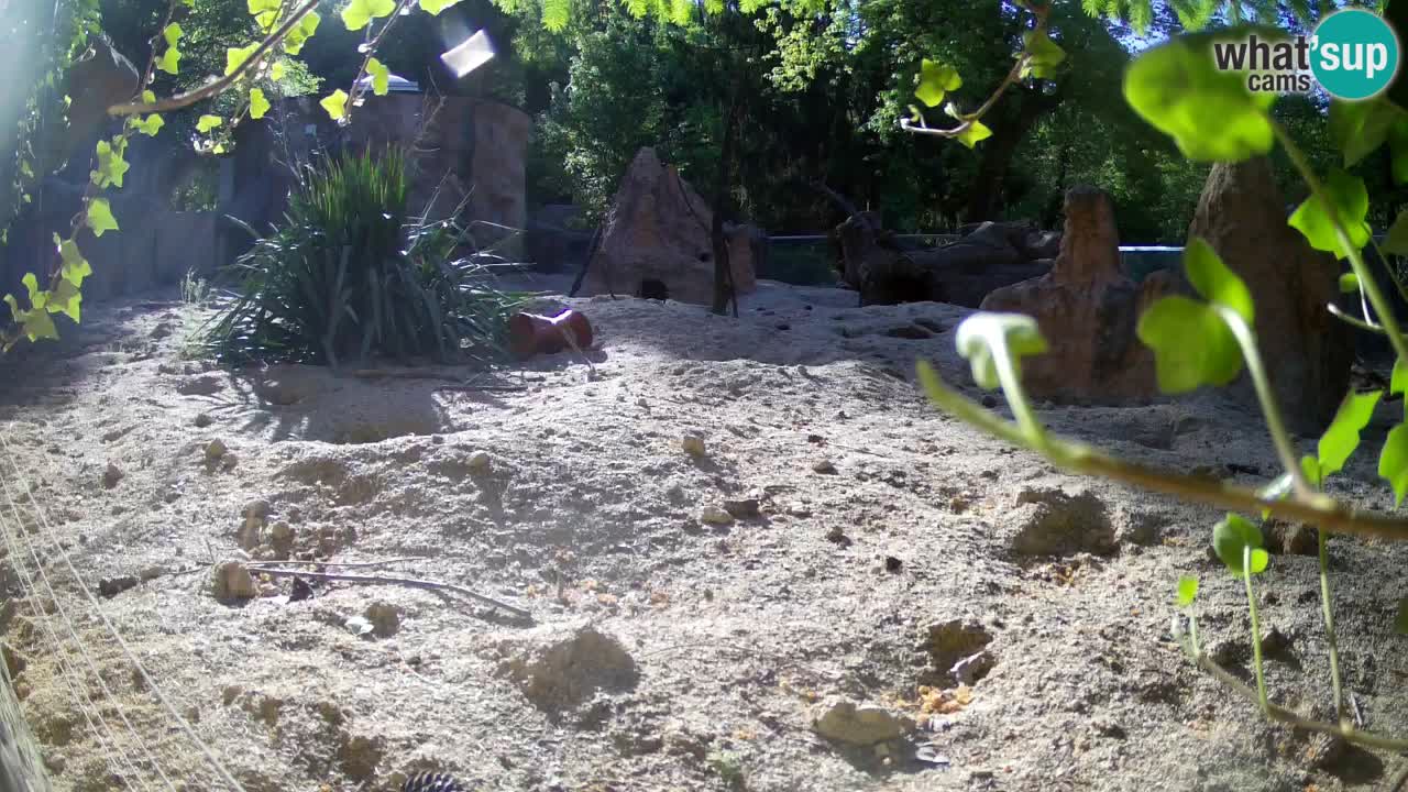 Live cam Zoo Ljubljana – Erdmännchen
